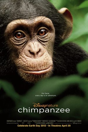 Tinh Tinh Chimpanzee